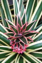 آناناس زینتی